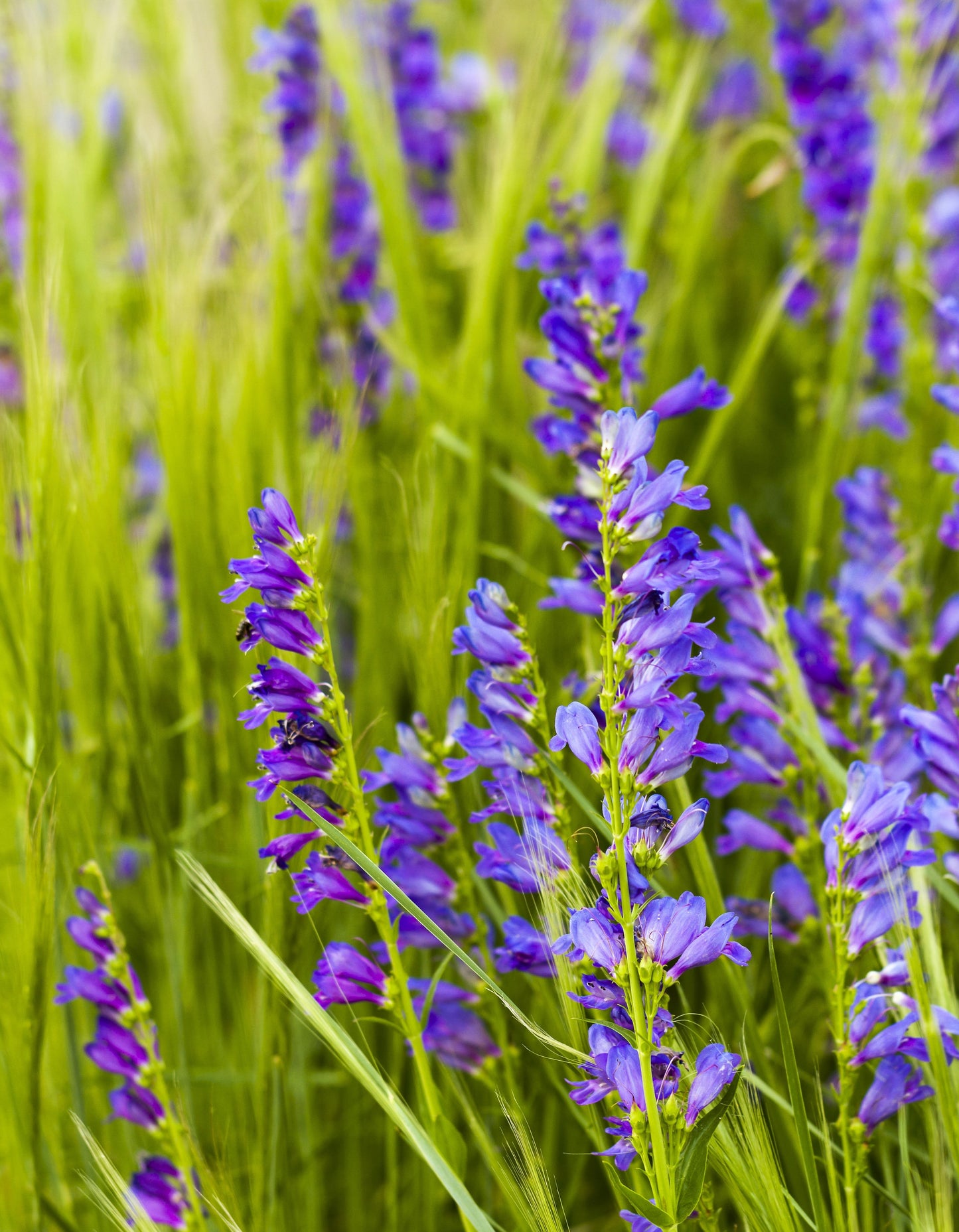 250 NATIVE MIX Beardtongue PENSTEMON Grandiflorus, Strictus, Cobaea, Palmeri, Digitalis, Pallidus - Pink White Blue Purple Flower Seeds