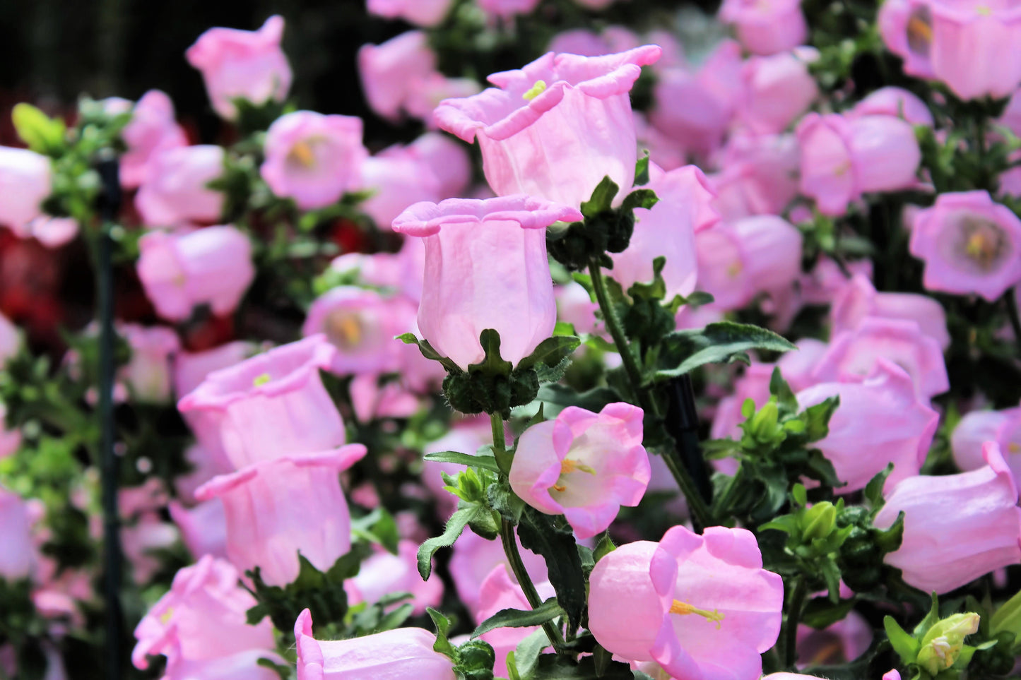 200 Rose Pink CANTERBURY BELLS - CAMPANULA Medium Flower Seeds