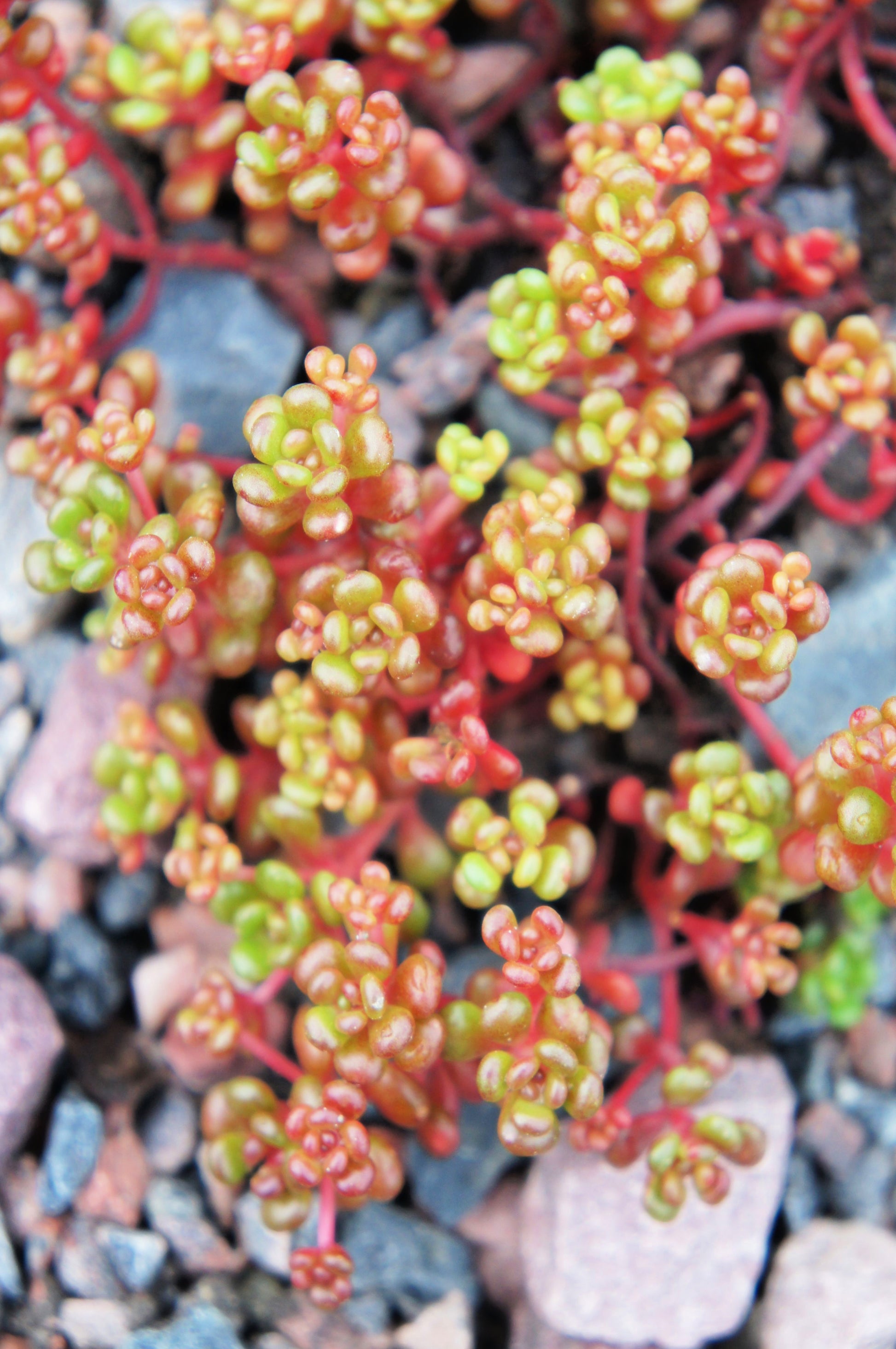 sedum album succulent 150 MIXED SEDUM Stonecrop Succulent Groundcover Red White Yellow Pink – Seedville USA
