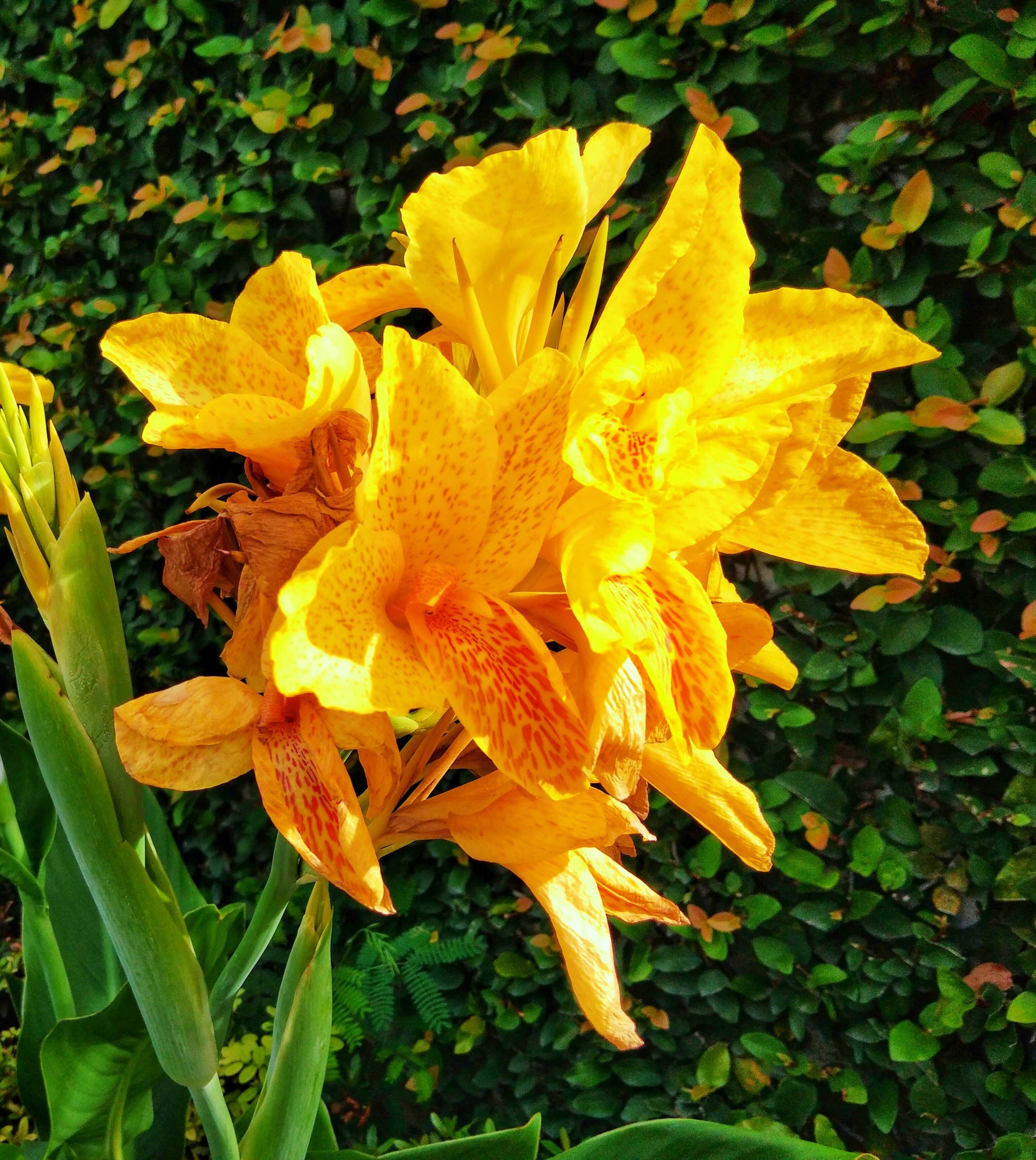 indian shot plant seeds 5 YELLOW CANNA LILY Indian Shot Canna Indica Flower Seeds – Seedville USA