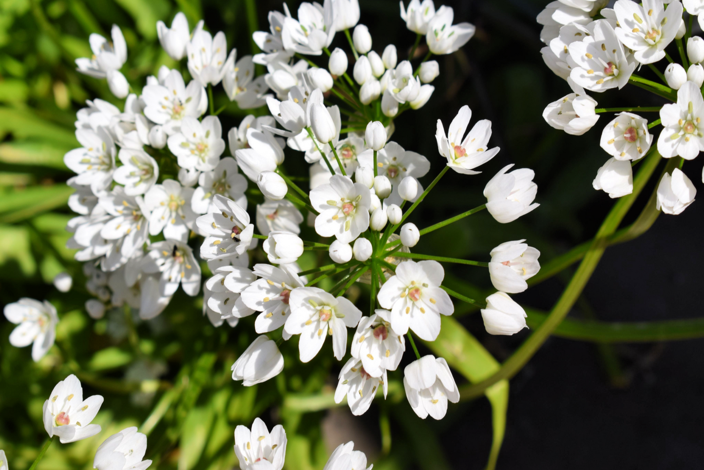 10 WHITE ALLIUM Neapolitanum Flowering or Naples Onion, Neopolitan or Daffodil Garlic Ornamental Flower Seeds