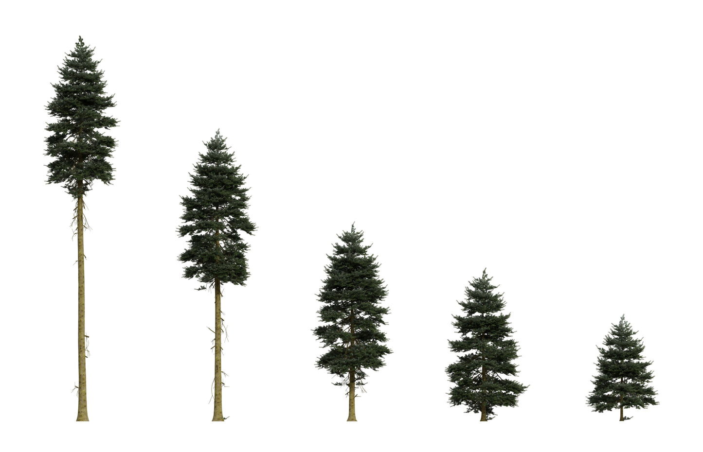 Grow Your Own CHRISTMAS TREE - Douglas Fir ( Pseudotsuga Menziesii ) Gift Packet of Tree Seeds
