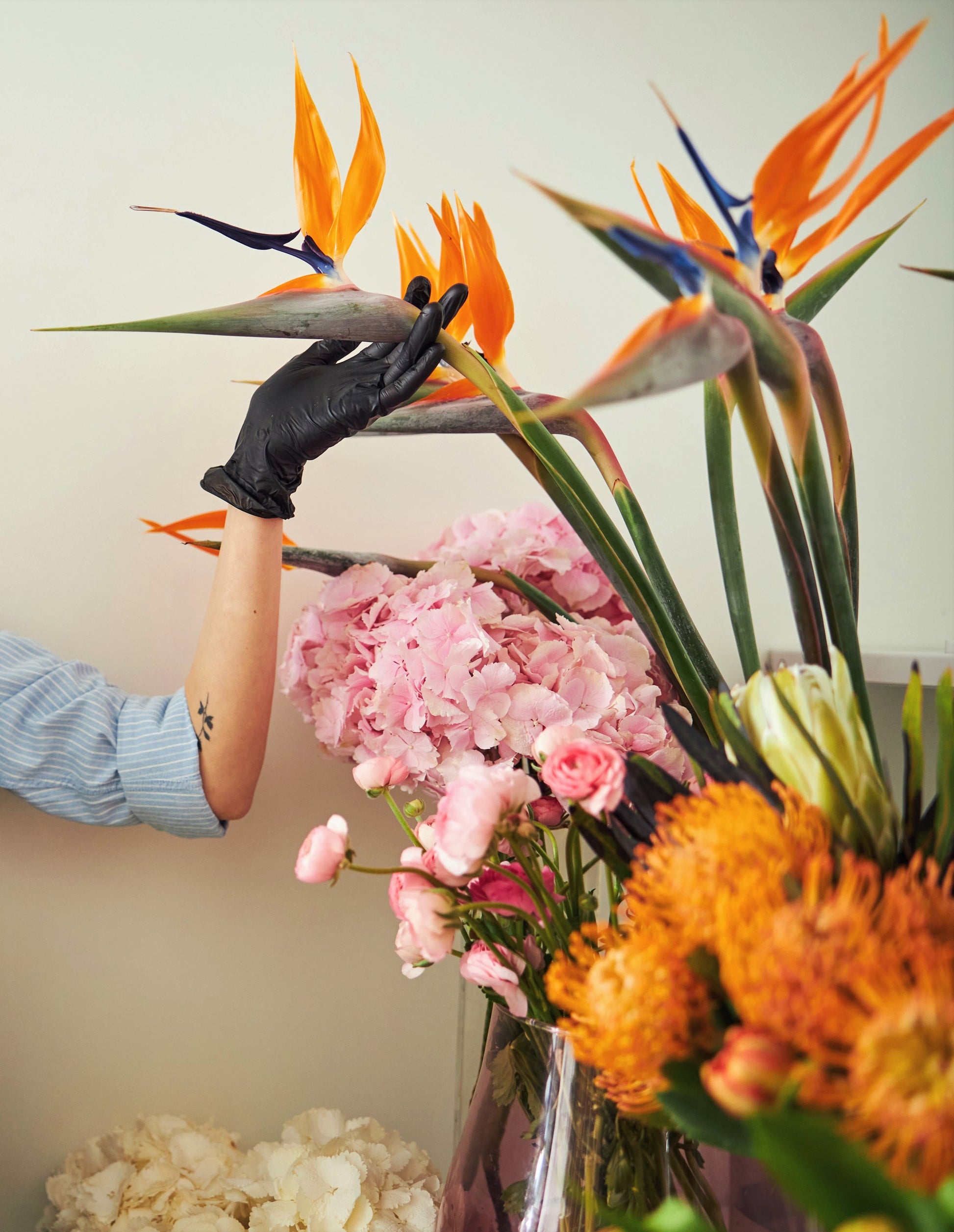 tropical flower house plant 5 TROPICAL BIRD OF PARADISE Strelitzia Reginae Crane Flower Houseplant – Seedville USA