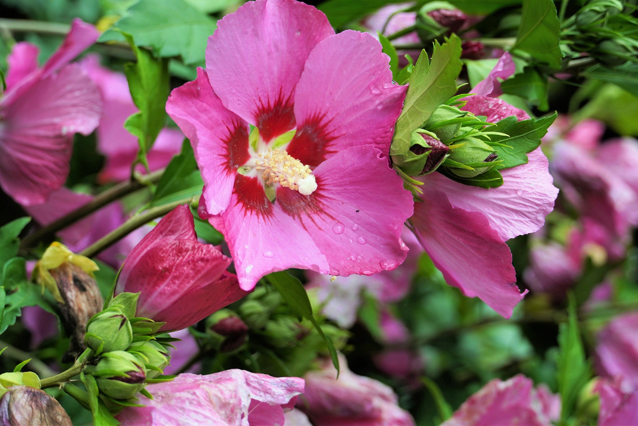 25 Dark Pink ROSE Of SHARON HIBISCUS Syriacus Flower Tree Bush Seeds ...