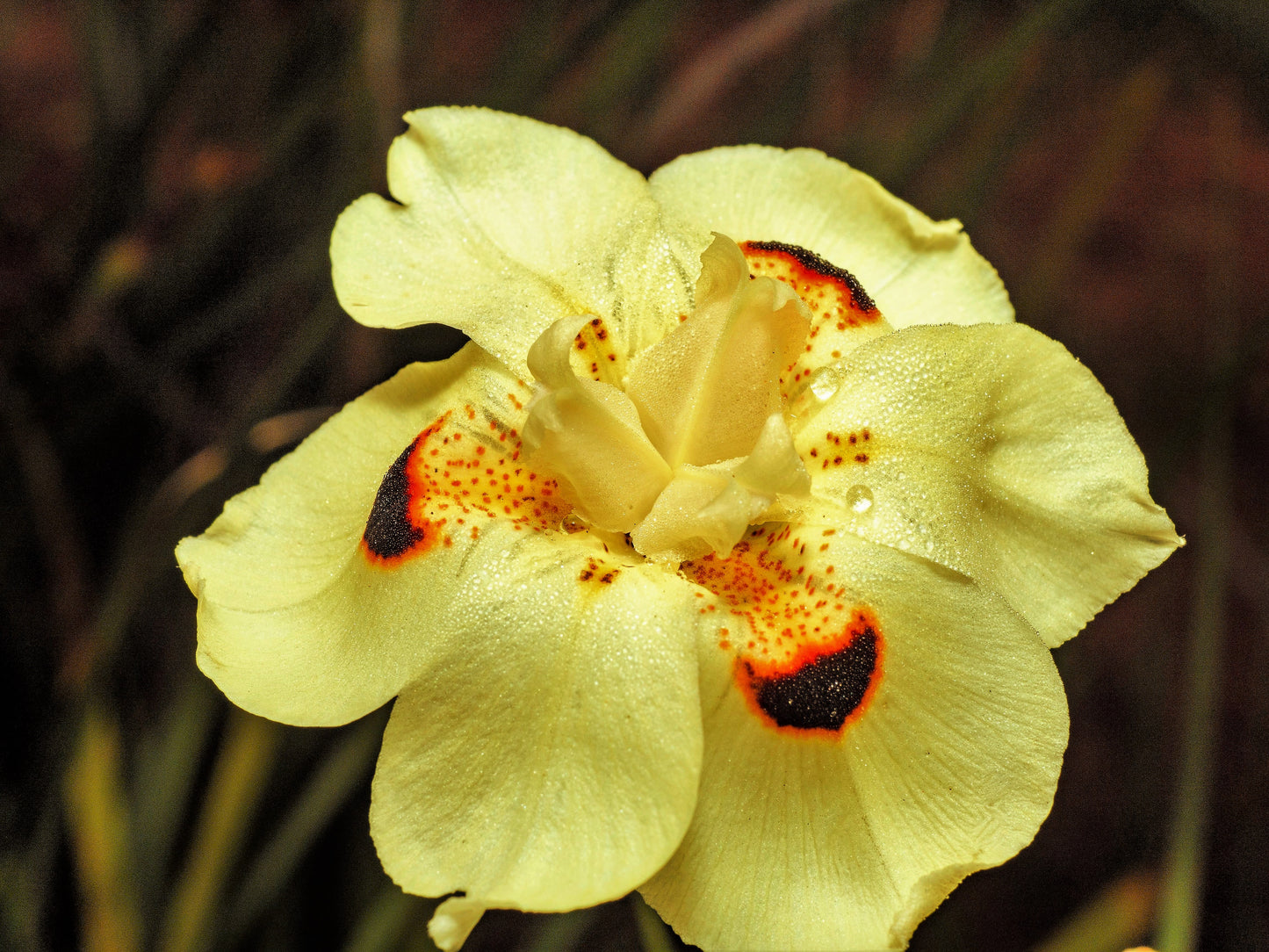 20 YELLOW AFRICAN IRIS Fortnight Lily Dietes Bicolor Butterfly Flag Spanish Peacock Iris Flower Seeds