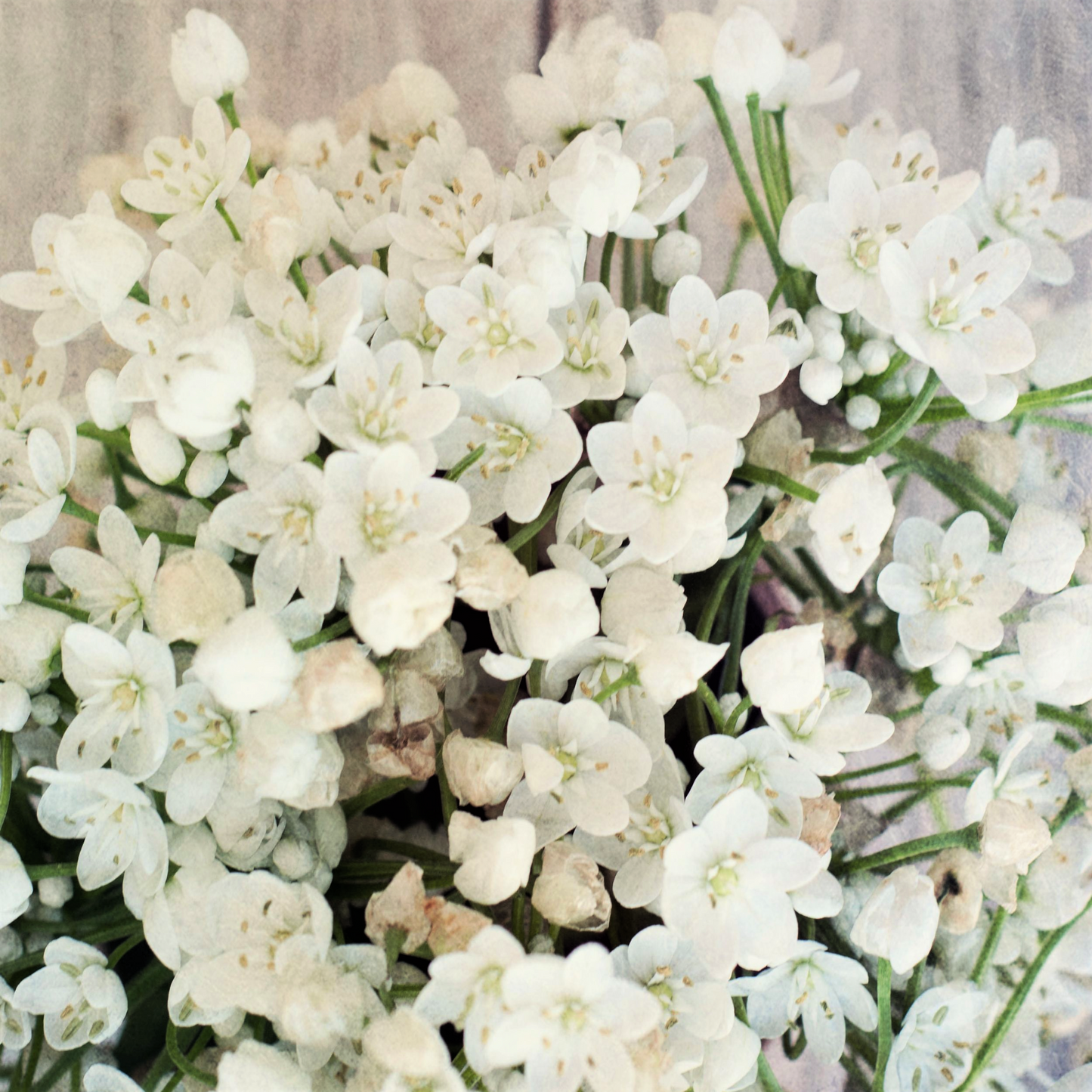 10 WHITE ALLIUM Neapolitanum Flowering or Naples Onion, Neopolitan or Daffodil Garlic Ornamental Flower Seeds