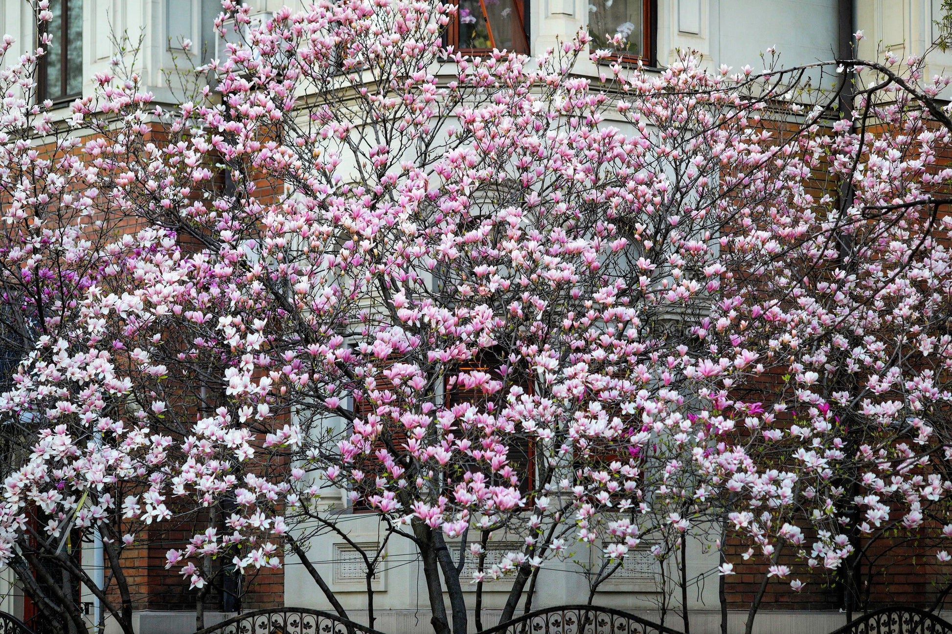 lily magnolia flower tree 5 LILY MAGNOLIA Flower TREE Pink & Purple Fragrant Tulip Magnol Liliiflora Seeds