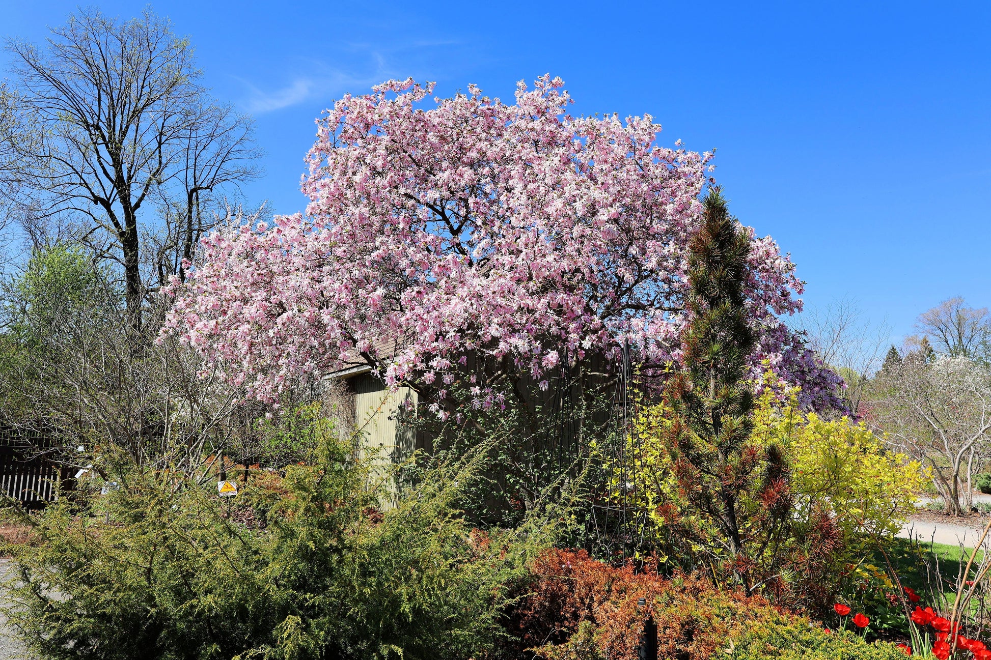 alexandra magnolia lily flower tree 5 LILY MAGNOLIA Flower TREE Pink & Purple Fragrant Tulip Magnol Liliiflora Seeds