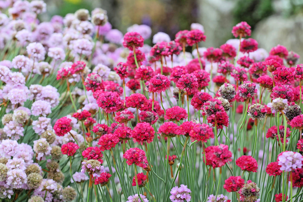 50 SEA THRIFT Armeria Maritima California Sea Pink Cliff Rose Cushion