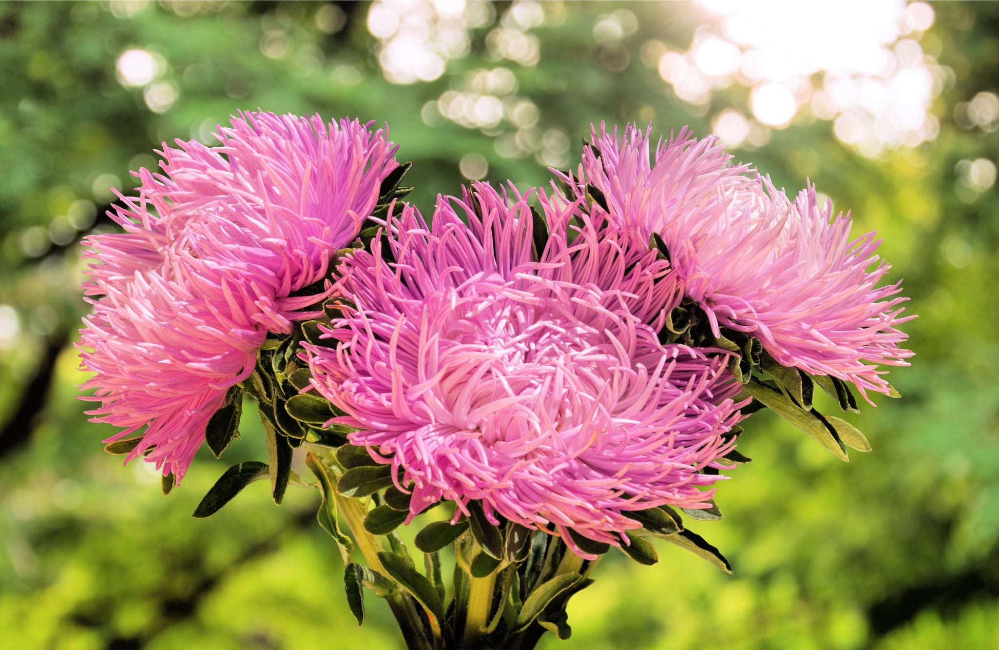 aster flower from seed 30 ROSE Pink NEEDLE ASTER Callistephus Chinensis Unicom Flower Seeds