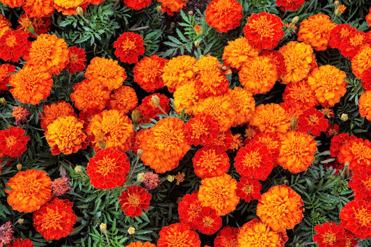 400 FRENCH MARIGOLD SPARKY Mixed Colors Calendula Orange Yellow Red Flower Seeds