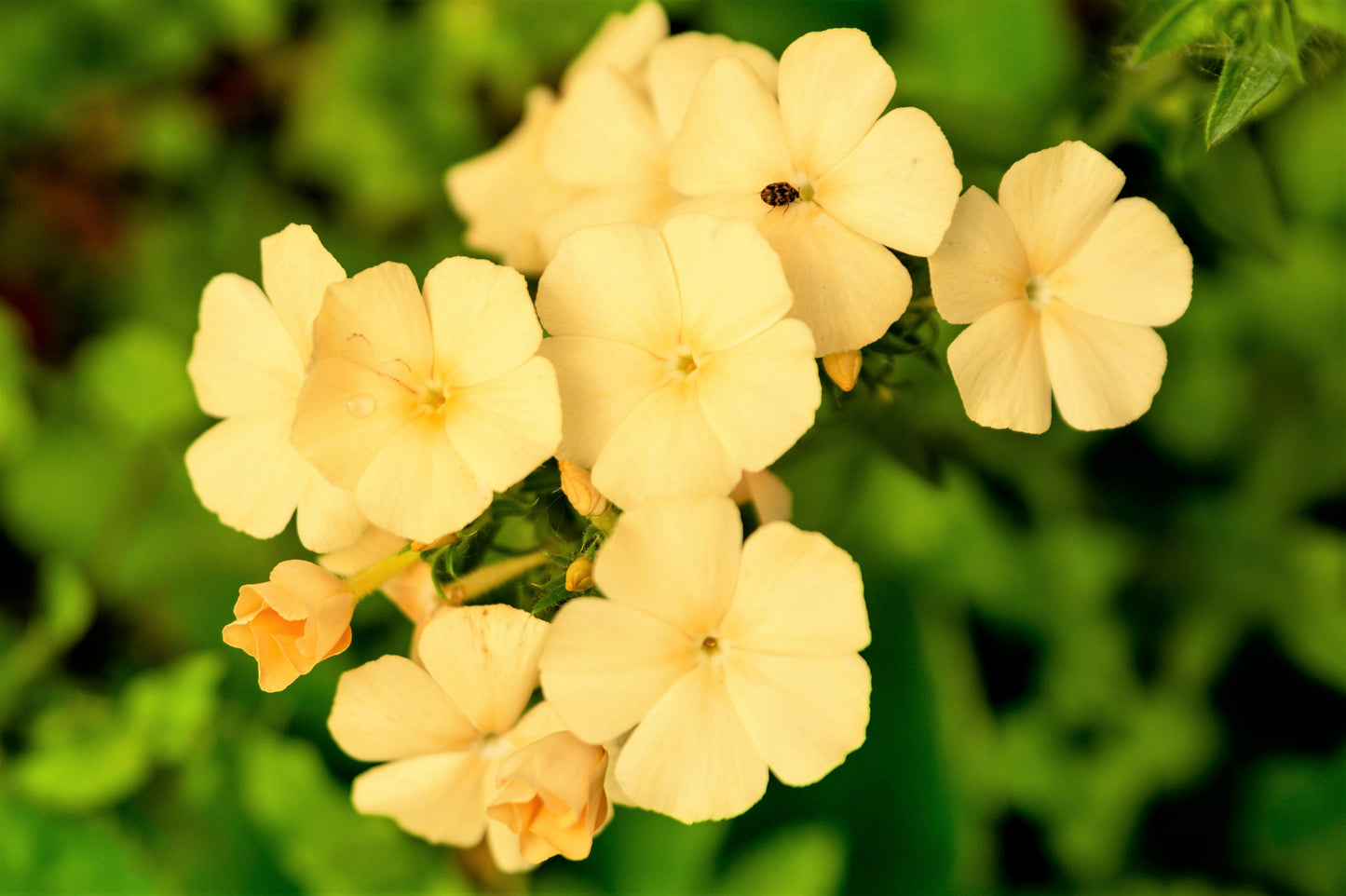100 YELLOW BEAUTY PHLOX Drummondii Nana Compacta Short Dwarf Flower Seeds