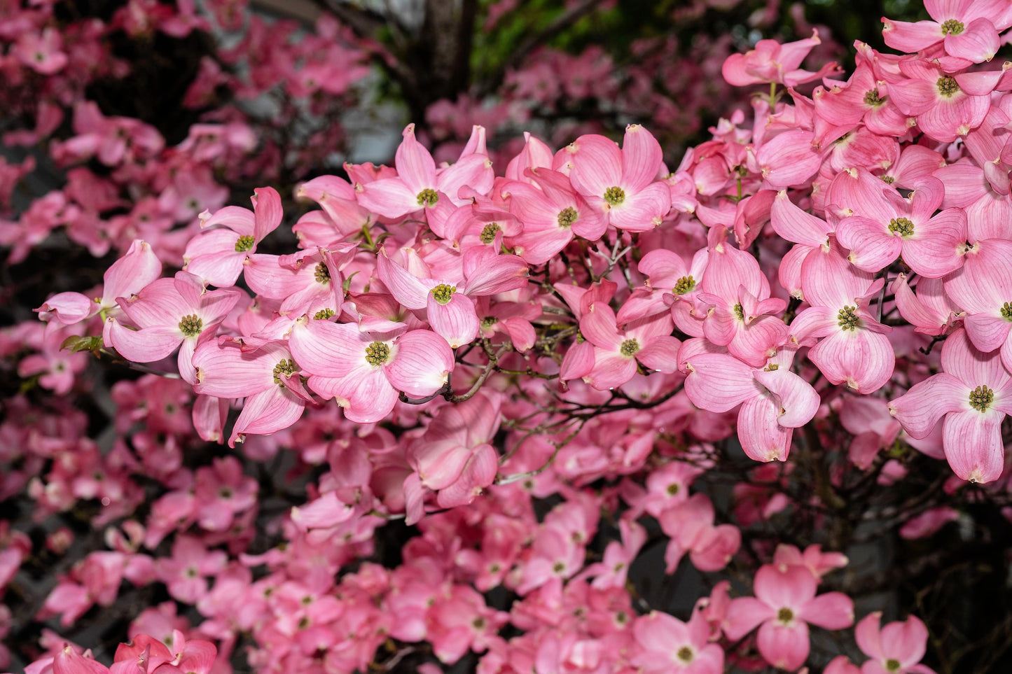 5 PINK FLOWERING DOGWOOD Tree Cornus Florida Rubra Native Ornamental Tree Seeds