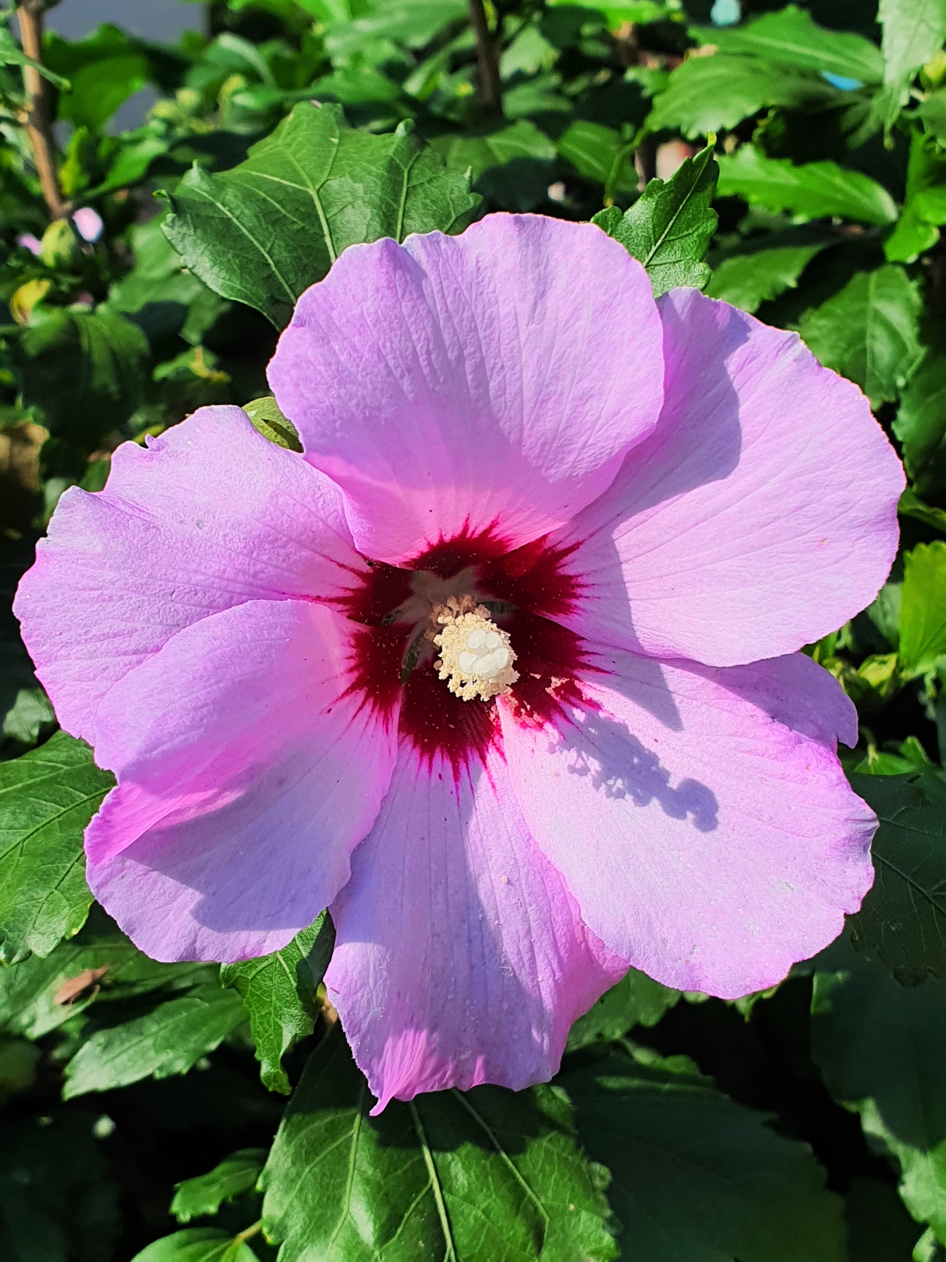 rose of sharon hibiscus seeds 25 Dark Pink ROSE Of SHARON HIBISCUS Syriacus Flower Tree Bush Seeds