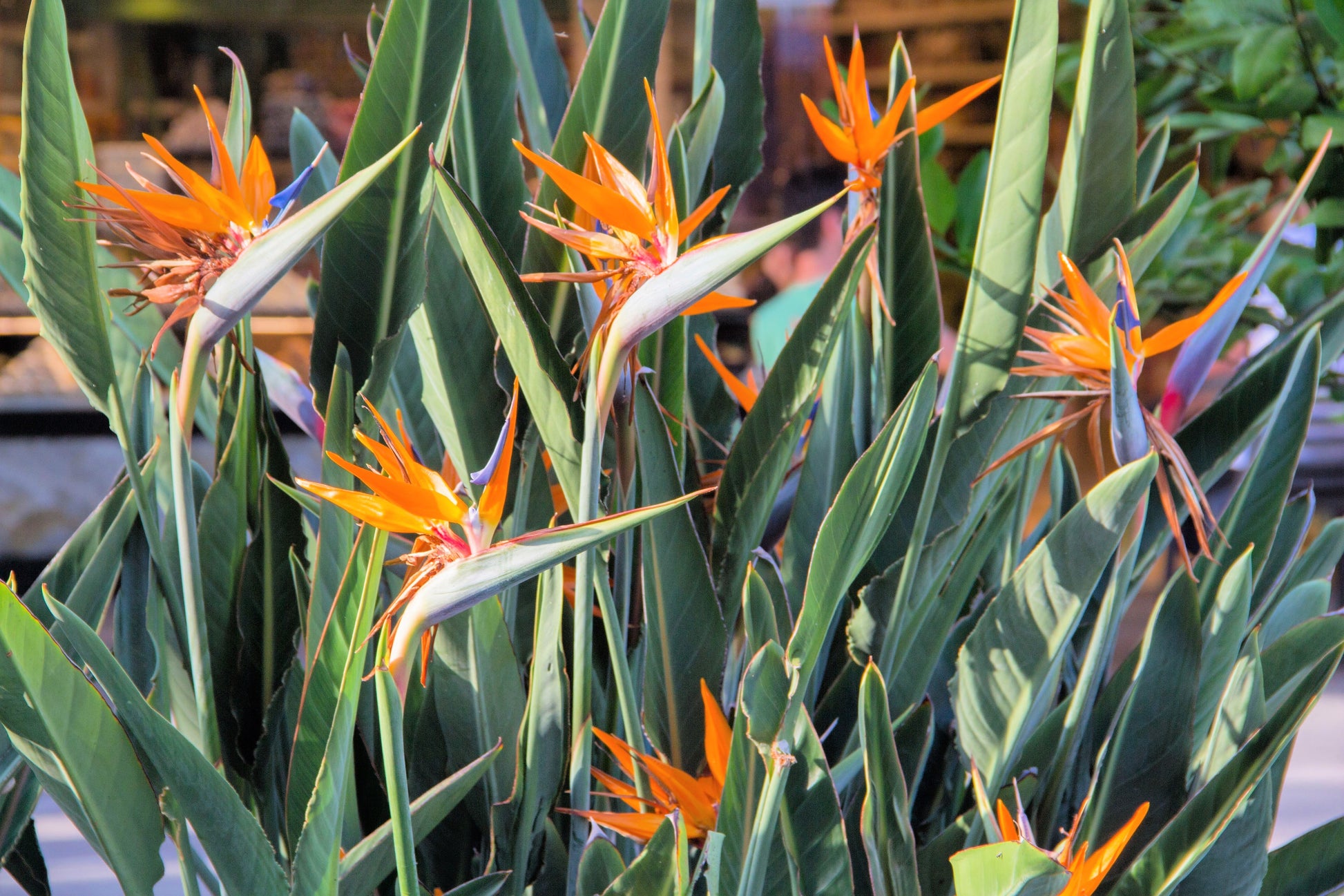 bird of paradise plant seeds for sale 5 TROPICAL BIRD OF PARADISE Strelitzia Reginae Crane Flower Houseplant Seeds