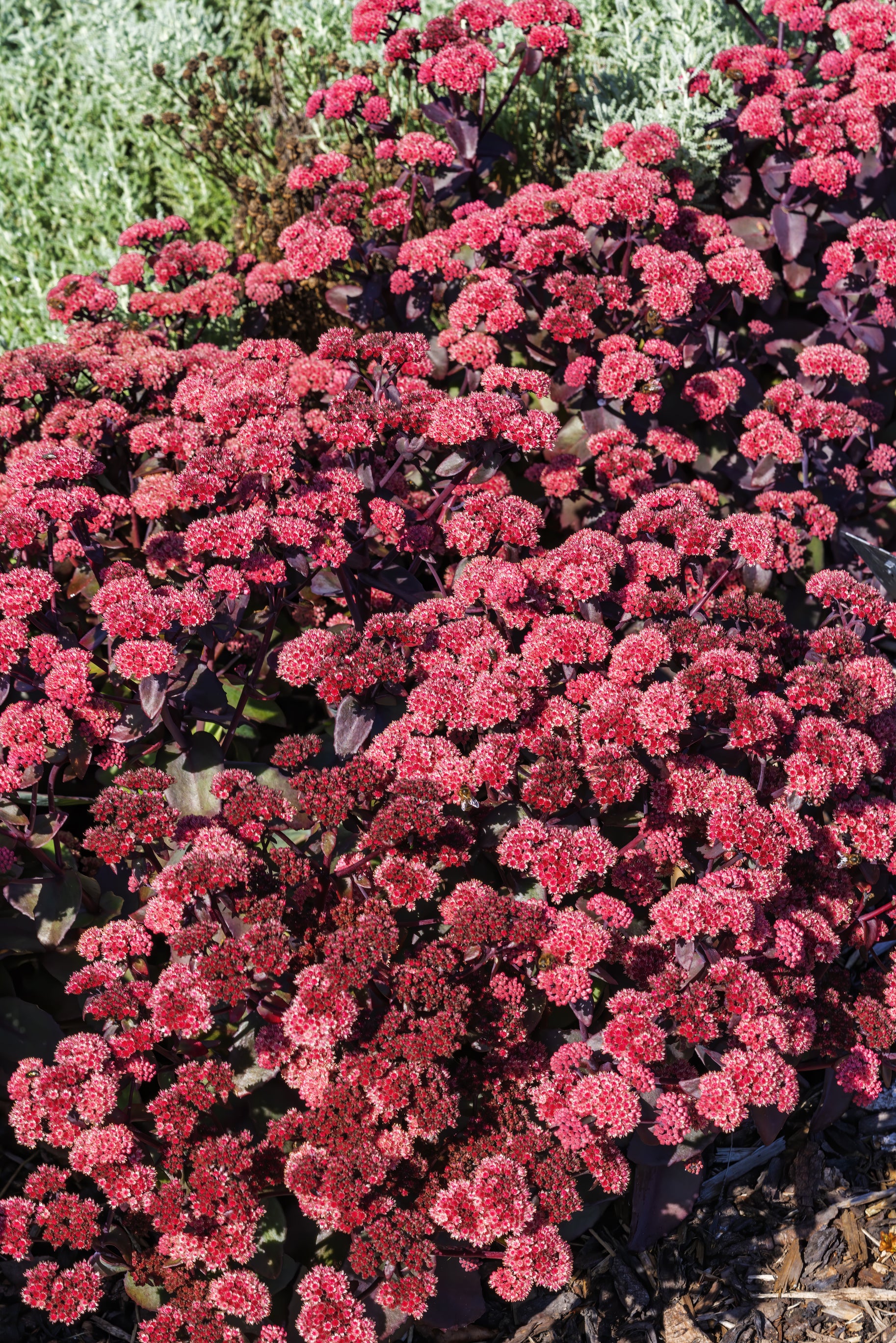 succulent ground cover with small red flowers 150 MIXED SEDUM Stonecrop Succulent Groundcover Red White Yellow Pink – Seedville USA