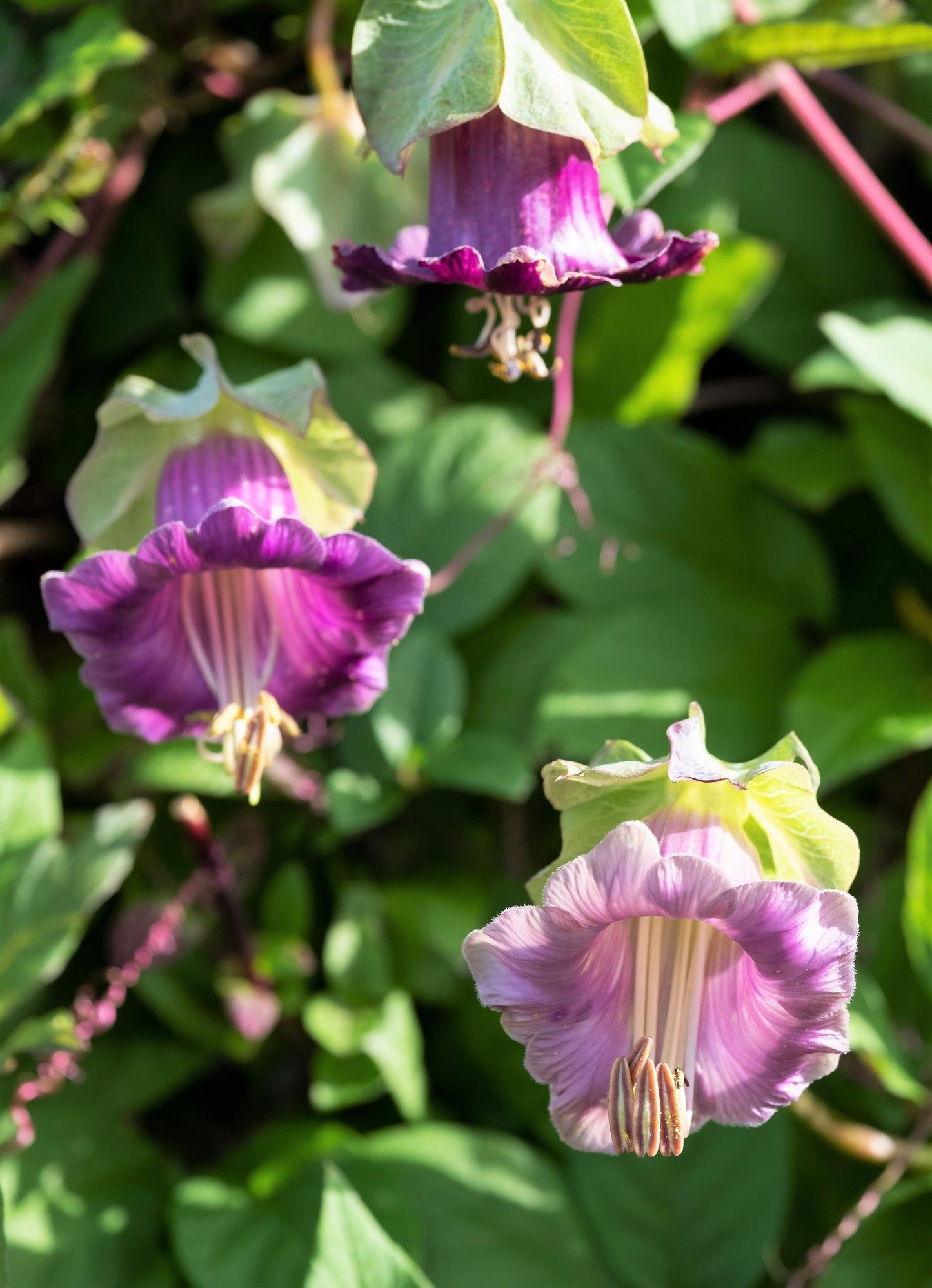 5 CUP & SAUCER VINE Cathedral Bells Cobaea Scandens Climber Purple Hummingbird Flower Seeds