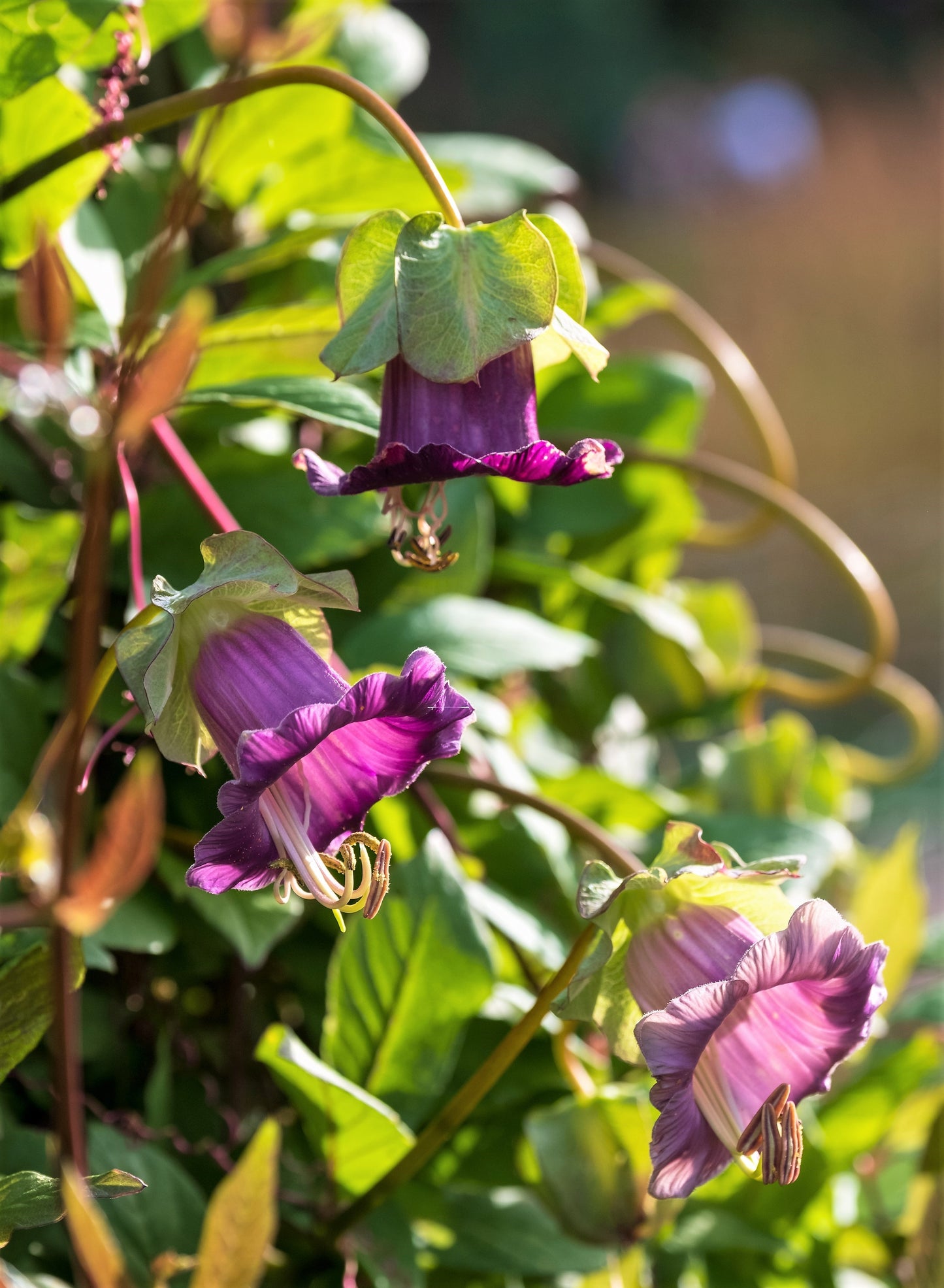 5 CUP & SAUCER VINE Cathedral Bells Cobaea Scandens Climber Purple Hummingbird Flower Seeds