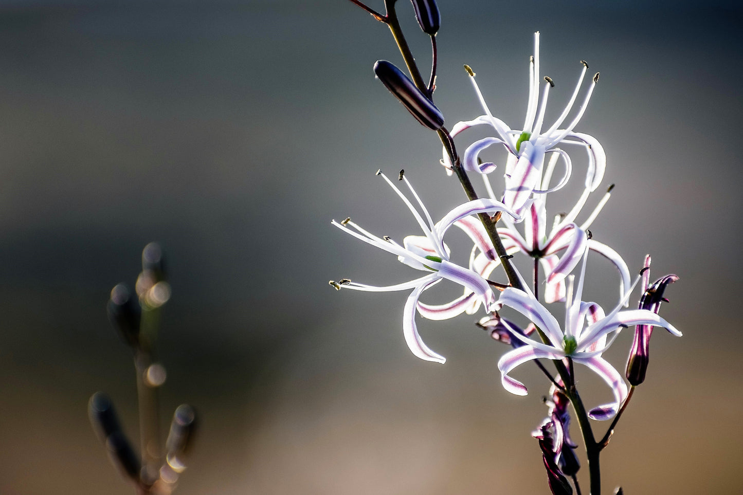 soap plant seeds 10 WAVY LEAFED SOAP PLANT California Soaproot Amole Lily Chlorogalum Pomeridianum Laothoe White Purple Striped Flower Native Herb Seeds