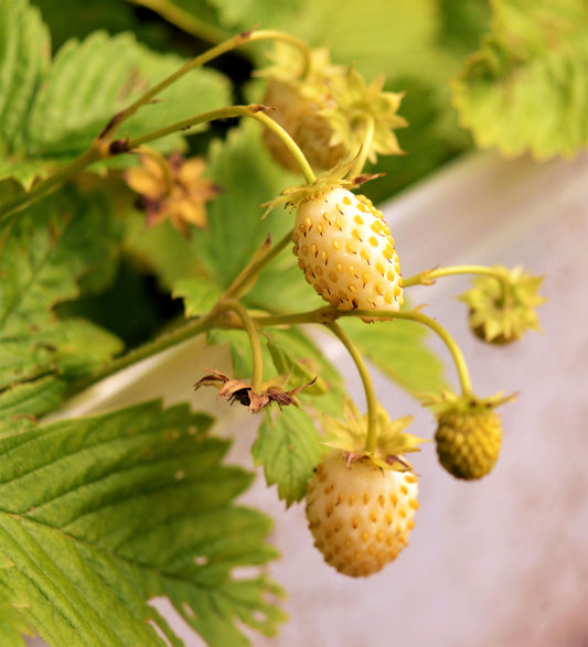 100 YELLOW WONDER STRAWBERRY Everbearing Heirloom Alpine Fragaria Vesca Yellow Berry Fruit Seeds