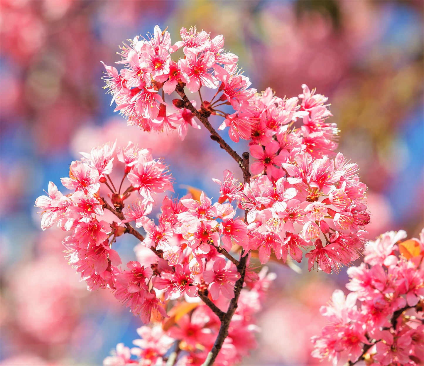 5 HIMALAYAN CHERRY Prunus Cerasoides Pink Flowers Red Fruit Tree Seeds