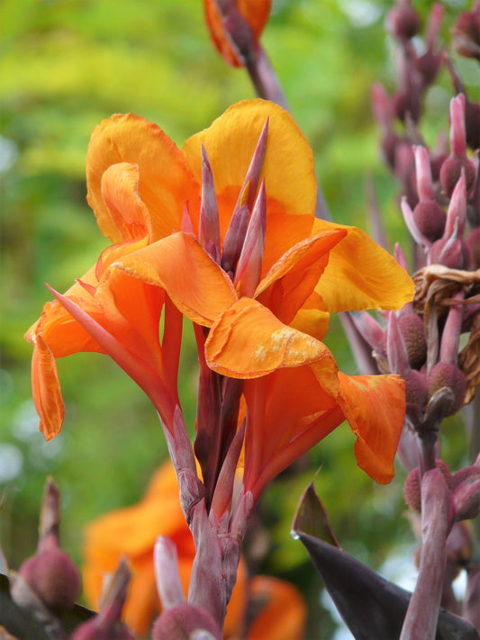 5 ORANGE CANNA LILY Indian Shot Arrowroot Canna Indica Flower Seeds