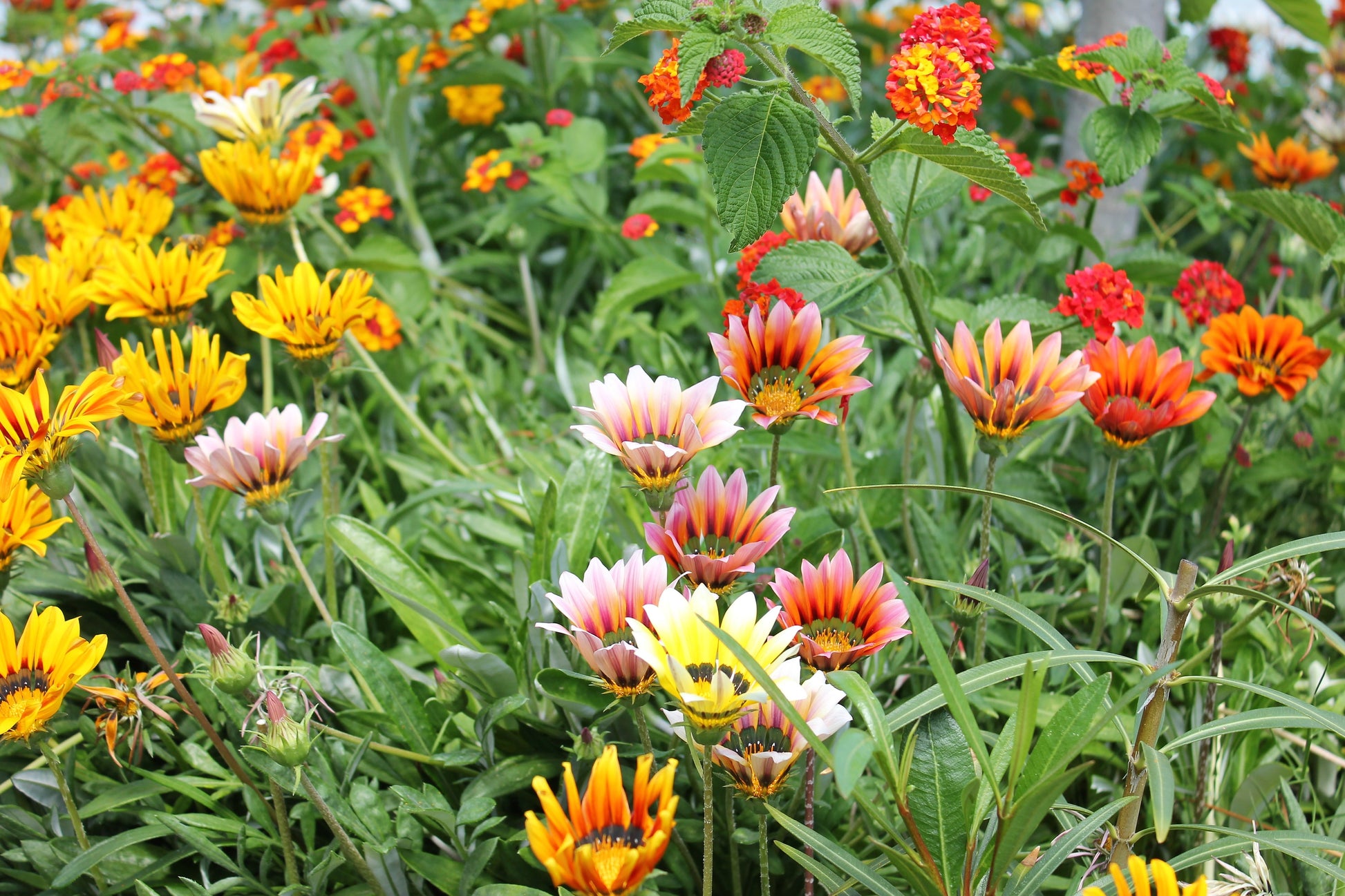 treasure flower seeds 30 Mixed Colors GAZANIA Rigens Treasure Flower Seeds