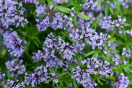 20 BLUE Surprise WOODRUFF ASPERULA Orientalis Azura Fragrant Herb Flower Seeds