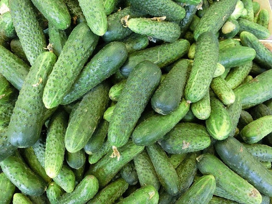 150 BOSTON PICKLING CUCUMBER Heirloom Cucumis Sativus Fruit Vegetable Seeds