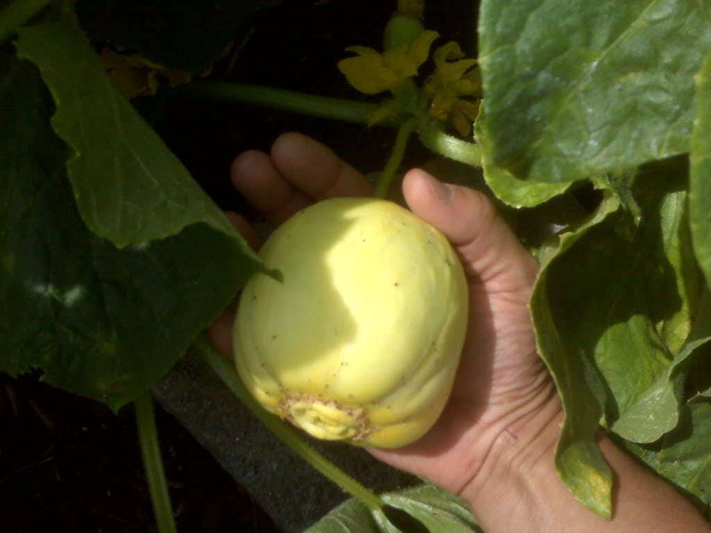 100 LEMON CUCUMBER Cucumis Sativus Fruit Vegetable Seeds