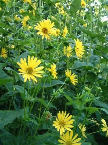 10 Yellow COMPASS PLANT Silphium Laciniatum Prairie Compassplant 4" Flower Seeds
