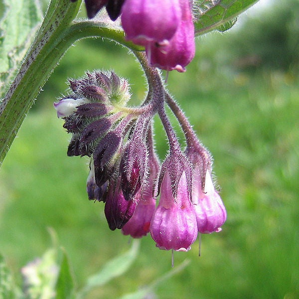 10 TRUE COMFREY Comphrey Symphytum Officinale Herb Seeds Purple Flowers