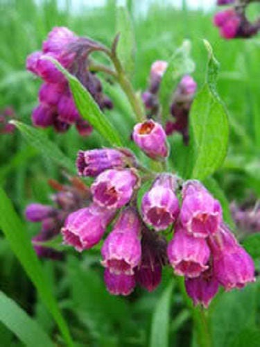 10 TRUE COMFREY Comphrey Symphytum Officinale Herb Seeds Purple Flowers