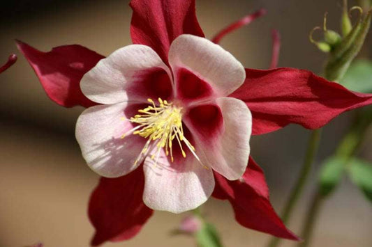 25 CRIMSON STAR COLUMBINE Red & White McKana's Giant Aquilegia Flower Seeds