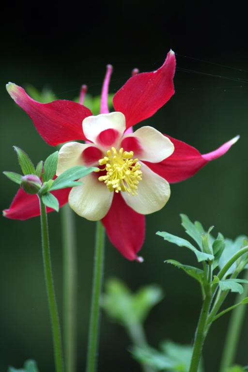 25 CRIMSON STAR COLUMBINE Red & White McKana's Giant Aquilegia Flower Seeds