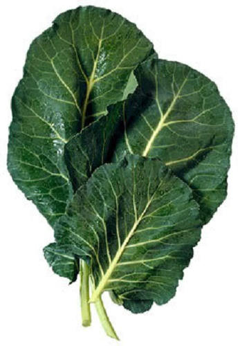 1500 MORRIS HEADING COLLARDS Collard Green Brassica Oleracea Vegetable Seeds