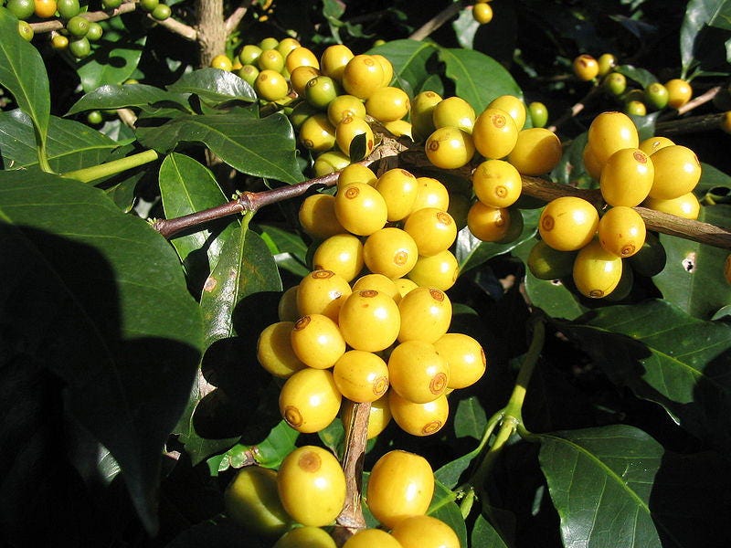 15 ARABICA COFFEE Tree Shrub Seeds - Grow your own coffee!