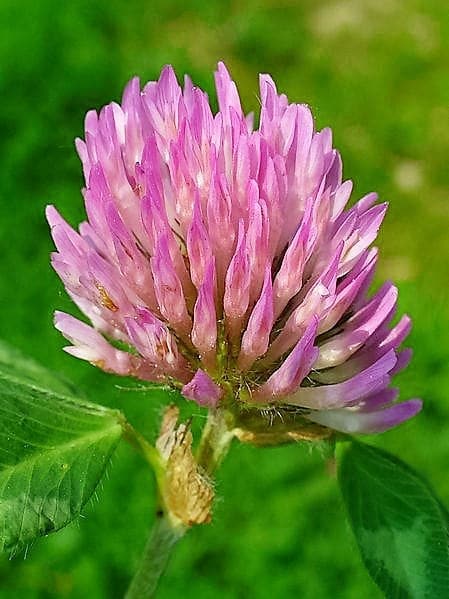 1500 RED CLOVER Monarchs Trifolium Pratense Rose Mauve Flower Ground Cover Seeds