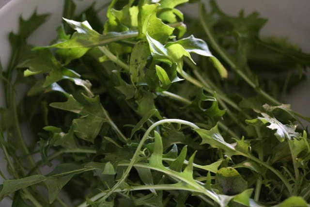 250 CICORIA CATALOGNA Puntarelle Chicorium Chicory Vegetable Seeds
