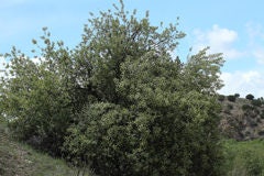 30 BLACK CHERRY Fruit Tree Prunus Serotina Fragrant White Flowers Seeds