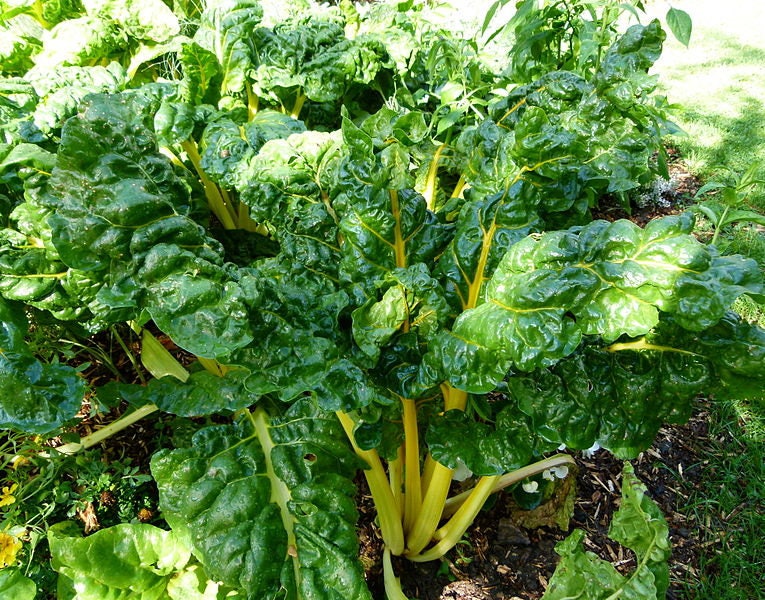 40 Yellow CANARY SWISS CHARD Beta Vulgaris Perpetual Spinach Vegetable Seeds