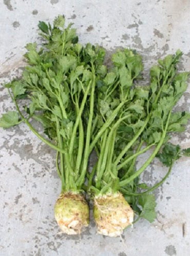 500 GIANT PRAGUE CELERIAC Apium Graveolens Rapaceum Vegetable Seeds