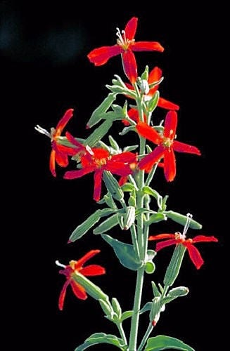 20 ROYAL RED CATCHFLY Hummingbird & Endangered Native Flower Silene Regia Seeds