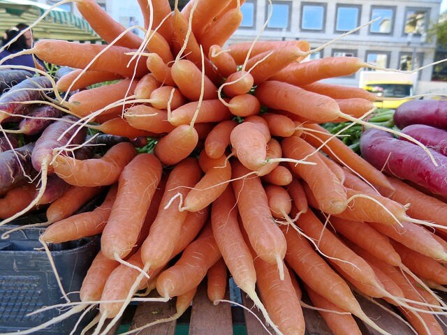 1500 DANVERS CARROT Dark Orange Daucus Carota Vegetable Seeds