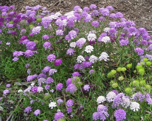 2000 TALL MIX CANDYTUFT Iberis Umbellata Mixed Colors Ground Cover Flower Seeds