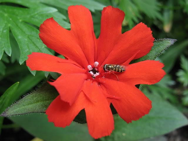 25 VESUVIUS CAMPION Red Orange Lychnis Arkwrightii Catchfly Flower Seeds