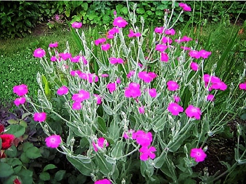 200 Organic ROSE CAMPION Magenta Silver Catchfly Lychnis Silene Coronaria Flower Seeds