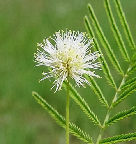 100 ILLINOIS BUNDLEFLOWER Prairie Mimosa Desmanthus Illinoensis Flower Seeds