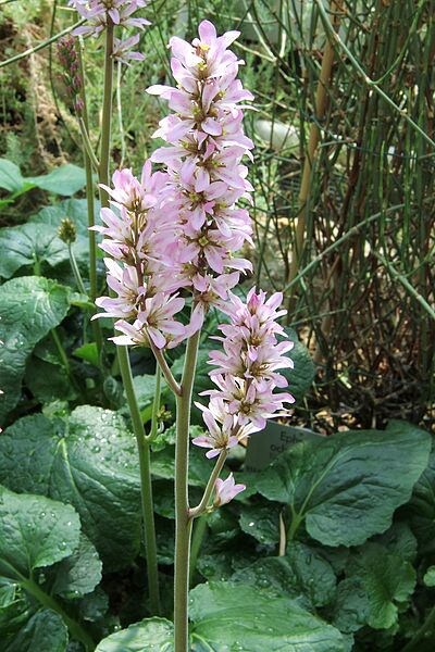 100 BRIDAL WREATH White & Pink Francoa Appendiculata Flower Seeds for Part Shade