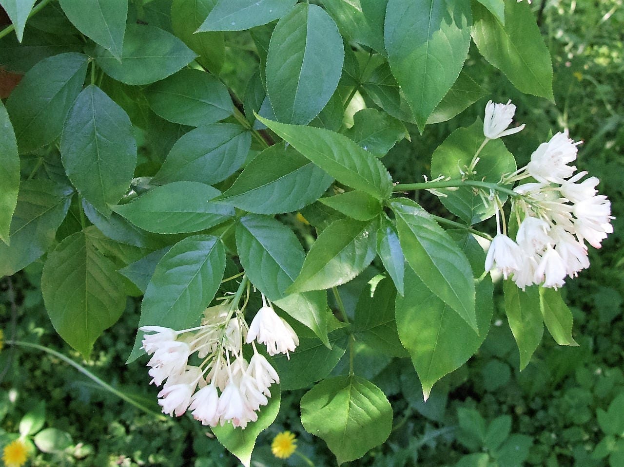 5 AMERICAN BLADDERNUT Tree Staphylea Trifolia Shrub Green Pod White Flower Seeds
